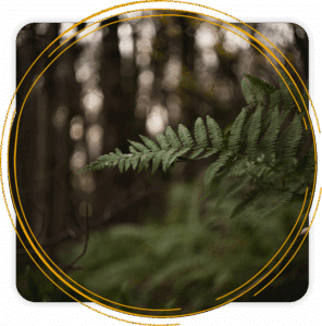 Peaceful fern representing growth through trauma counseling in Seattle, Washington