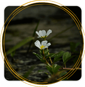 Blooming flower representing healing through trauma treatment in Seattle, WA