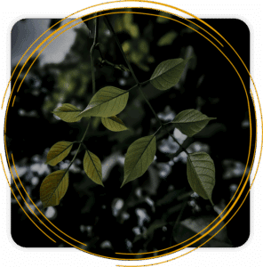 Green leaves symbolizing new growth through trauma therapy in Washington State