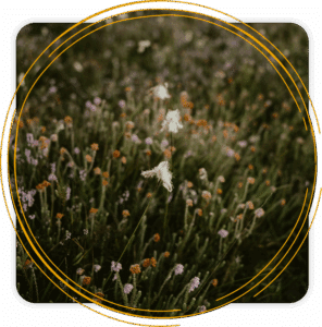 Blooming flowers symbolizing growth through trauma therapy in Washington State