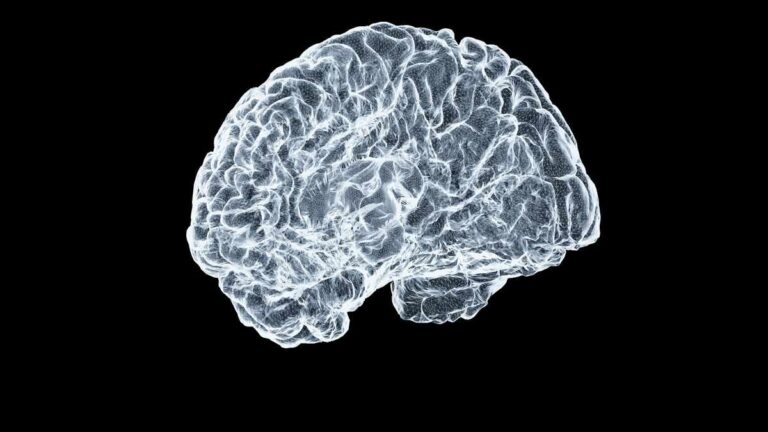 Illustration of the human brain highlighting neural pathways, showing how trauma reshapes memory and emotional processing.