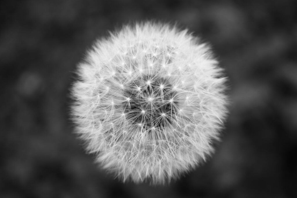 Close-up of a dandelion symbolizing healing and emotional release in IFS therapy for trauma