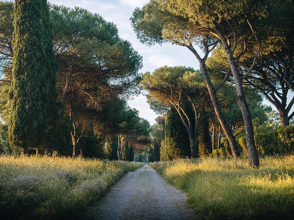 A dirt path winding through tall trees and golden grass.