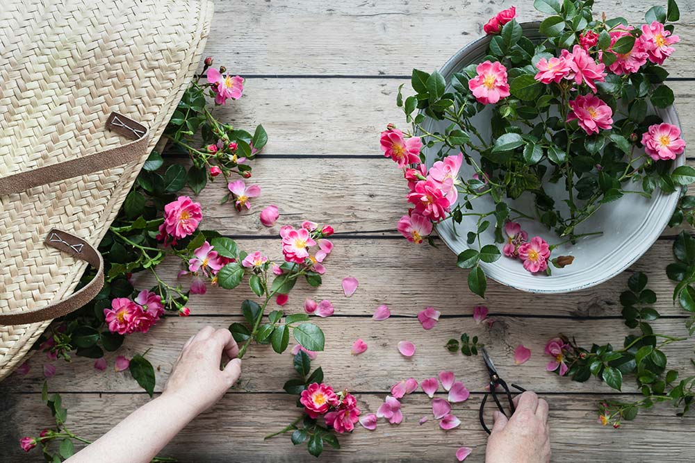 A person cutting flowers with a pair of scissors.