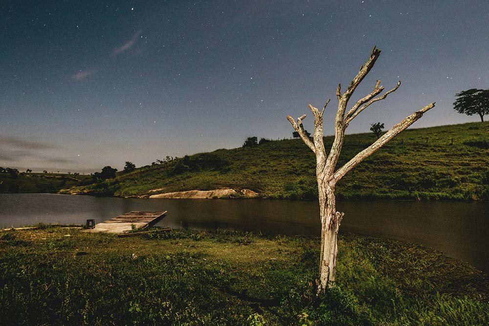 a tree that is standing in the grass
