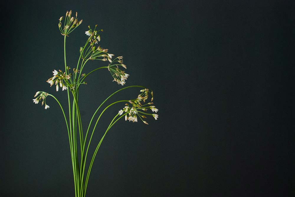 A vase filled with white flowers on top of a table.