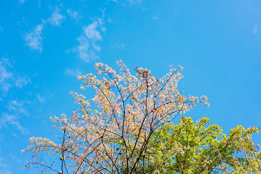 Cherry blossoms against a bright blue sky.
