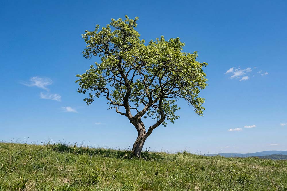 Tree in a field